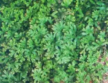 [卷柏科卷柏属] 翠云草(别名：蓝地柏、绿绒草) 卷柏科