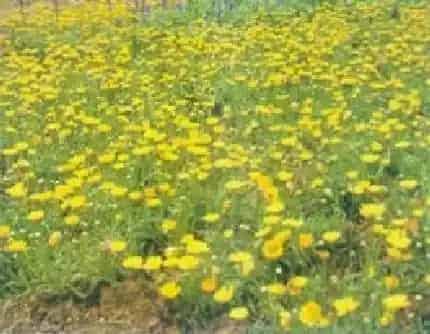 [菊科茼蒿属] 黄晶菊(别名：春俏菊) 菊科