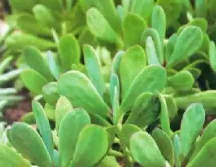 [菊科千里光属] 鱼尾冠(别名：白金菊、紫蛮刀) 菊科