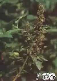广藿香(刺蕊草、藿香)