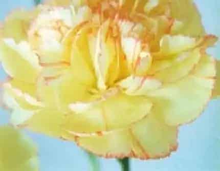 [石竹科石竹属] 康乃馨(别名：香石竹、麝香石竹、狮头石竹、大花石竹) 石竹科