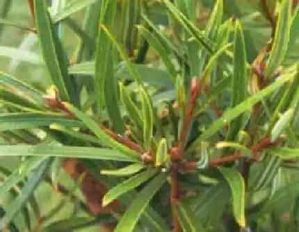[红豆杉科穗花杉属] 穗花杉(别名：华西穗花杉) 红豆杉科