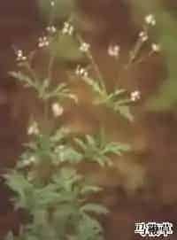 马鞭草(马鞭梢、铁马鞭)