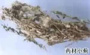 小蓟(刺儿菜、刺菜)