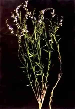 远志(葽绕、蕀蒬)