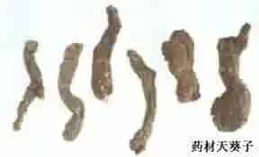 天葵子(紫背天葵、天葵)
