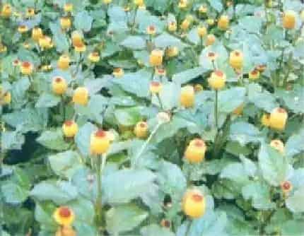 [菊科金纽扣属] 桂圆菊(别名：铁拳头) 菊科