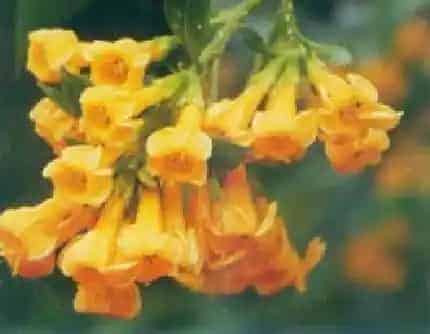 [茄科夜香树属] 黄花夜香树(别名：黄瓶子花) 茄科