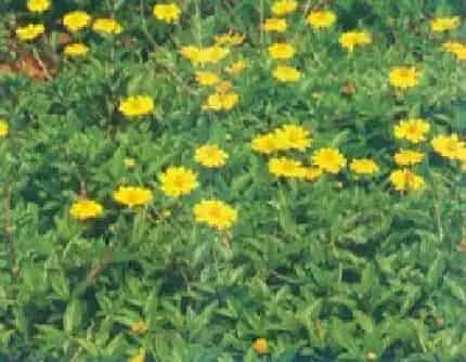 [菊科蟛蜞菊属] 南美蟛蜞菊(别名：三裂蟛蜞菊) 菊科