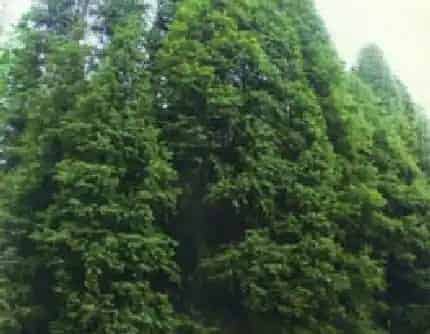 [杉科落羽杉属] 落羽杉(别名：落羽松) 杉科
