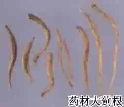 大蓟(大刺儿菜、大刺盖)