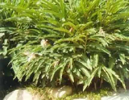 [姜科山姜属] 艳山姜(别名：月桃) 姜科