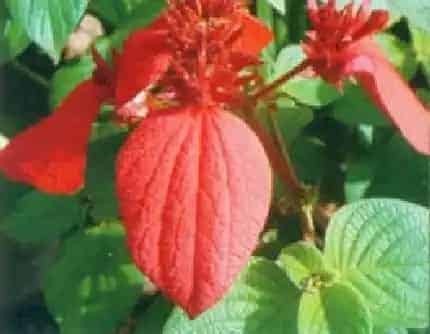 [茜草科玉叶金花属] 红纸扇(别名：红玉叶金花) 茜草科