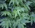 龙鳞草(毛石辣草、大叶火焰草)