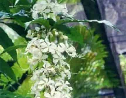 [马鞭草科大青属] 垂茉莉(别名：黑叶龙吐珠) 马鞭草科