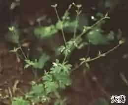 天葵子(紫背天葵、天葵)