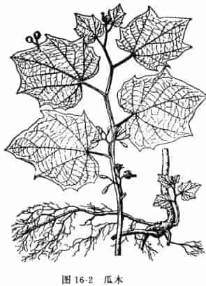 八角枫(白金条[侧根名]、白龙须[须状根名])