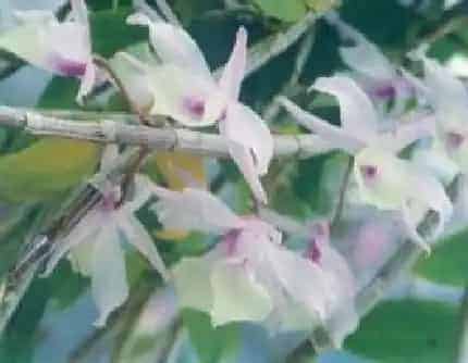 [兰科石斛属] 兜唇石斛(别名：吊兰花) 兰科
