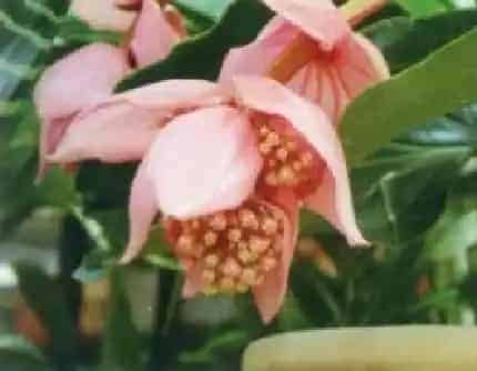 [野牡丹科酸脚杆属] 宝莲花(别名：粉苞酸脚杆) 野牡丹科