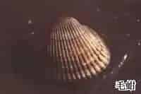瓦楞子(蚶子壳、毛蛤)