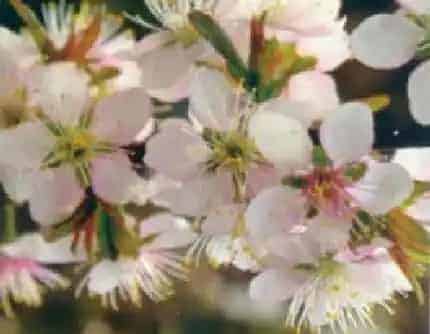 [蔷薇科李属] 麦李 蔷薇科