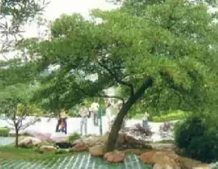 [杜英科杜英属] 水石榕(别名：水柳树) 杜英科