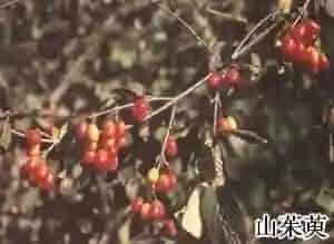 山茱萸()