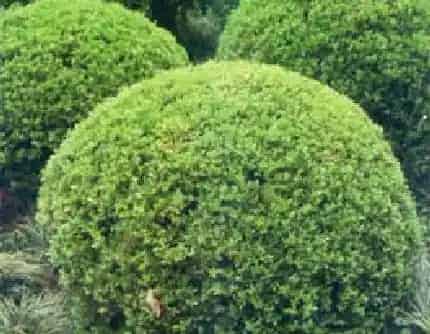 [黄杨科黄杨属] 黄杨(别名：瓜子黄杨、小叶黄杨) 黄杨科