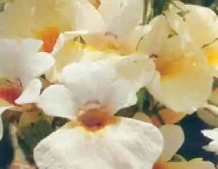 [玄参科龙面花属] 龙面花(别名：耐美西亚) 玄参科