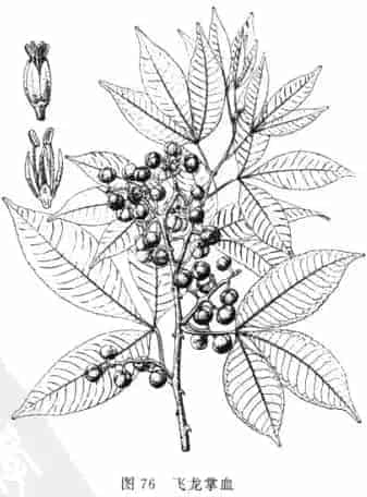 飞龙掌血(血莲肠、见血飞，血见愁，大救驾，三百棒)