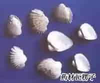 瓦楞子(蚶子壳、毛蛤)
