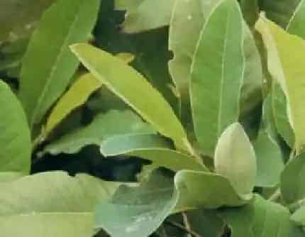 [木兰科木兰属] 山玉兰(别名：优昙花) 木兰科