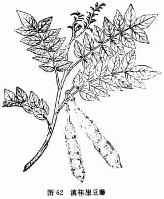 大发汗(白花藤、大毛豆)