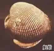 瓦楞子(蚶子壳、毛蛤)