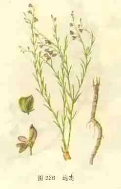 远志(葽绕、蕀蒬)