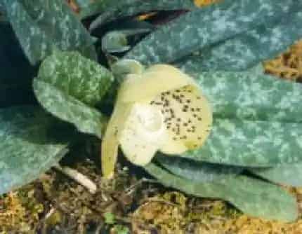 [兰科兜兰属] 同色兜兰 兰科