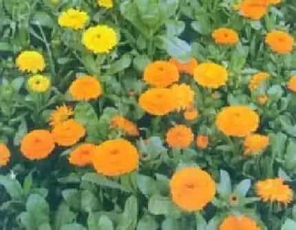 [菊科金盏菊属] 金盏菊(别名：黄金盏、金盏花) 菊科