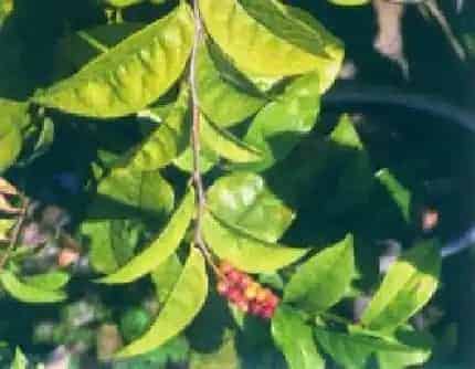 [大戟科五月茶属] 枯里珍(别名：枯里珍五月茶) 大戟科