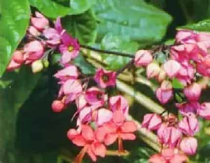 [马鞭草科大青属] 红萼龙吐珠(别名：红萼珍珠宝莲) 马鞭草科