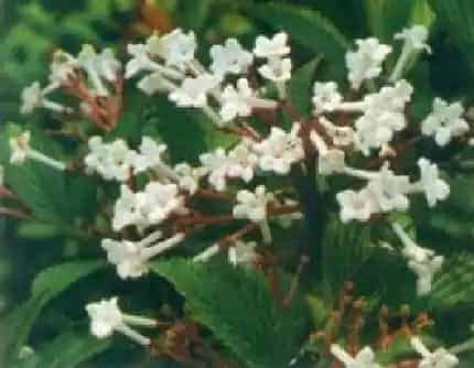 [忍冬科荚迷属] 香荚蒾(别名：香探春) 忍冬科