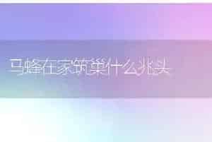 马蜂在家筑巢什么兆头