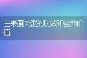 白果瘦肉粥的功效和营养价值