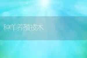 种羊养殖技术