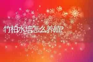 竹柏水培怎么养殖?