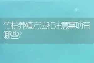 竹柏养殖方法和注意事项有哪些?