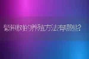 紫荆树的养殖方法有哪些?
