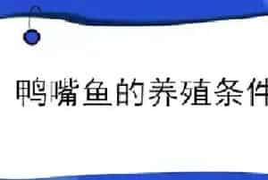 鸭嘴鱼的养殖条件要求
