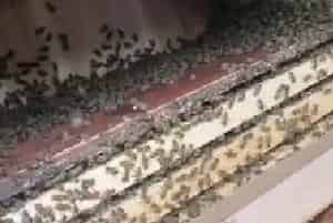 中蜂继箱养殖新技术