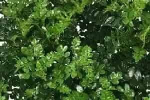 胡椒的种植条件,,种植地区的生长环境?