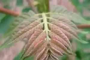 香椿亩产量多少斤,一亩香椿产值多少钱?